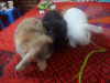 Holland loop rabbit
